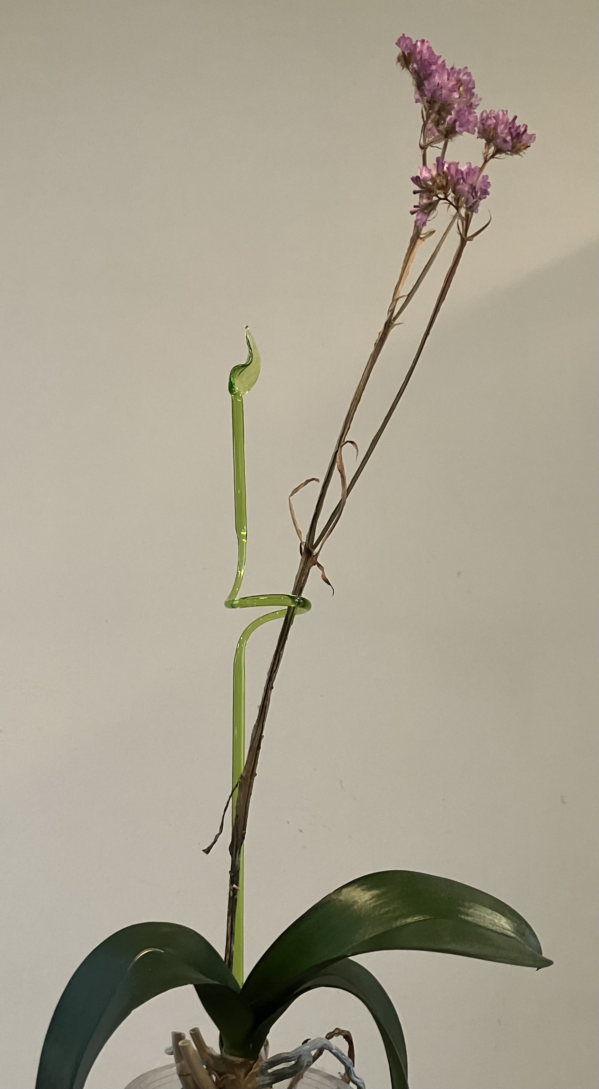 JanHein van Stiphout, Stipglas, Orchideenstab